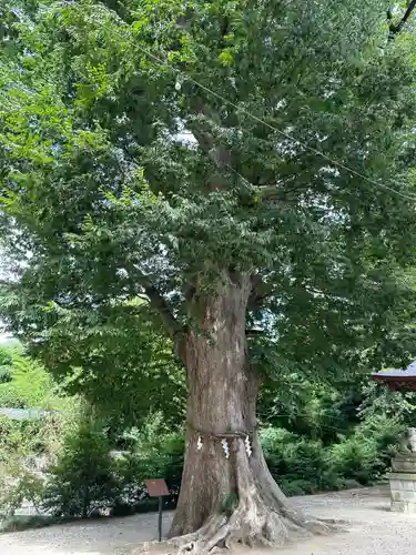 素鵞神社(茨城県)