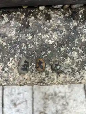 住吉大社(大阪府)