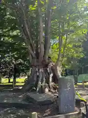 龍神社（美幌神社）(北海道)