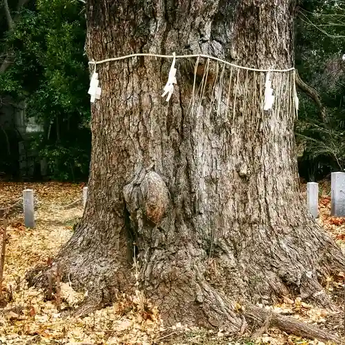 芝東照宮の自然