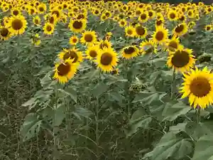 真言宗 善通寺派 薬王寺(香川県)(2022年10月23日(日) 18時12分37秒投稿)