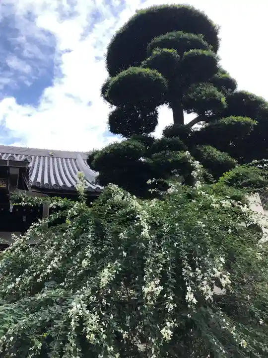總持寺の自然