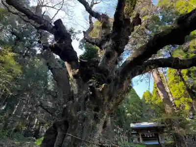 八幡社の自然