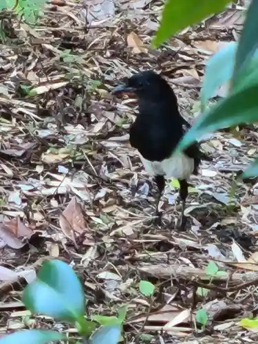 牛嶋天満宮の動物