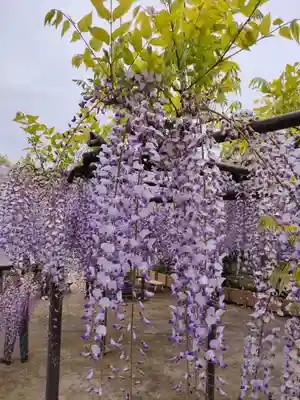 竹鼻別院の自然