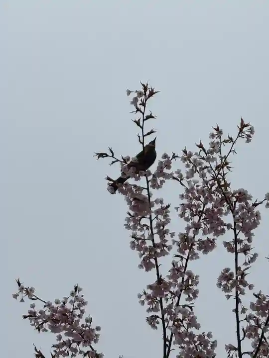 豊国神社の動物