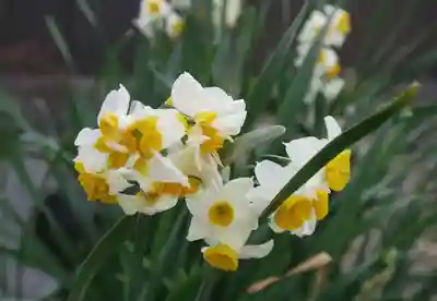 大松禅寺(京都府)