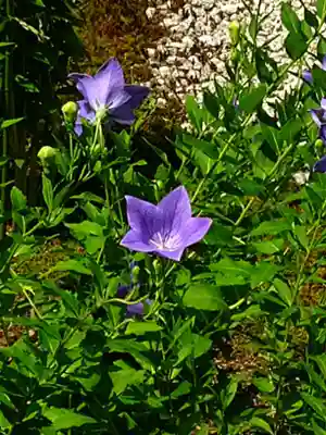廬山寺（廬山天台講寺）(京都府)