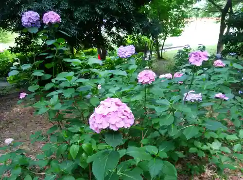 円山随身稲荷大明神の自然