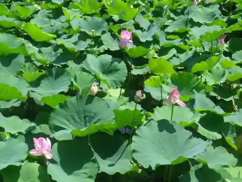 鶴岡八幡宮の自然