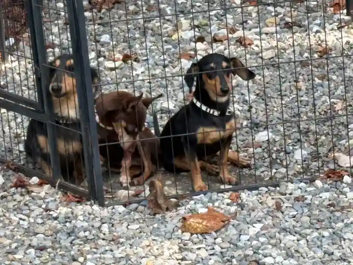 竹生島神社(都久夫須麻神社)(滋賀県)