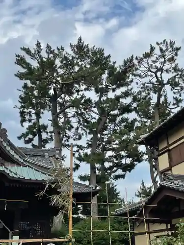 東玉川神社の自然