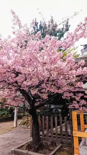 新宿下落合氷川神社の自然
