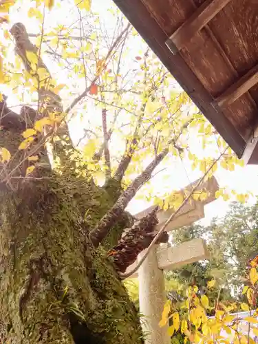 立志神社の自然