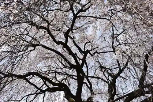 本満寺（本願満足寺）の自然