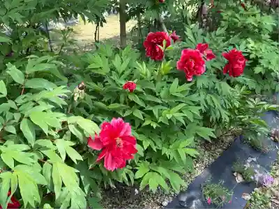 園城寺（三井寺）(滋賀県)