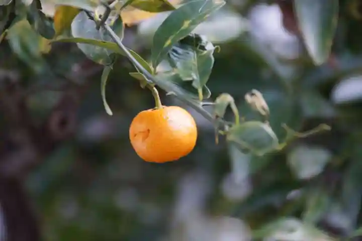 田村神社(香川県)