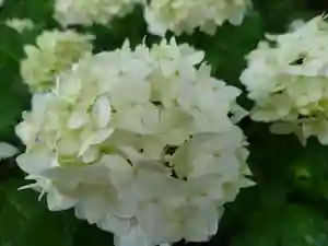 壽徳寺 じゅとくじの自然(2021年07月07日(水) 18時22分36秒投稿)