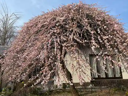 朝日森天満宮の自然