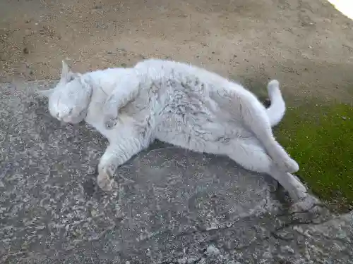 羽黒神社の動物