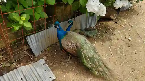 楽法寺（雨引観音）(茨城県)