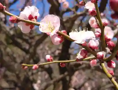 武蔵一宮氷川神社(埼玉県)
