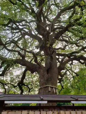 明治神宮(東京都)