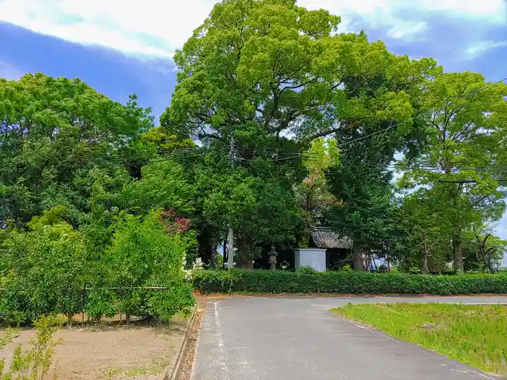 白山社(千代)の自然