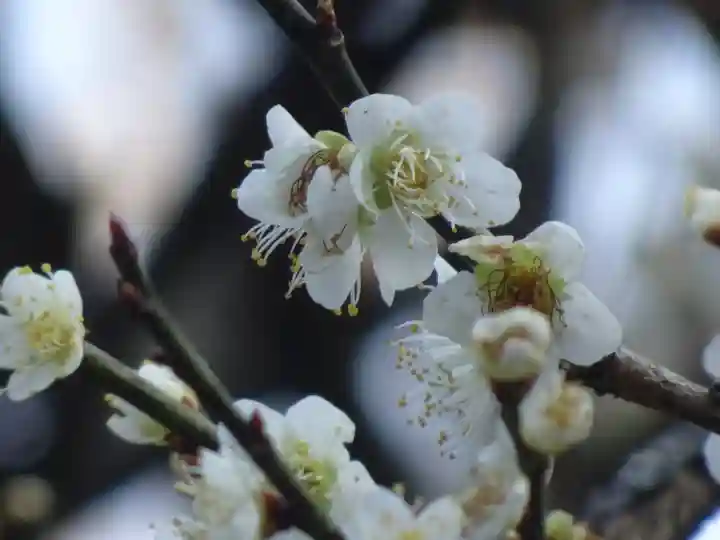 太宰府天満宮の自然