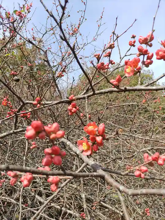 冠稲荷神社の自然