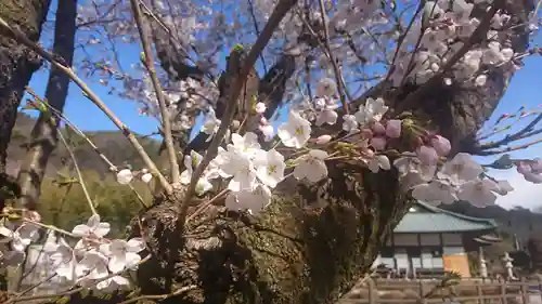 明鏡山龍雲寺の自然