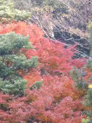 理智光寺跡（理智光寺址）＜史跡＞の自然