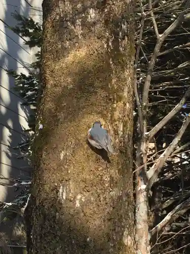釧路一之宮 厳島神社の動物