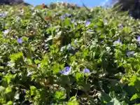 曹洞宗 永松山 龍泉寺の自然