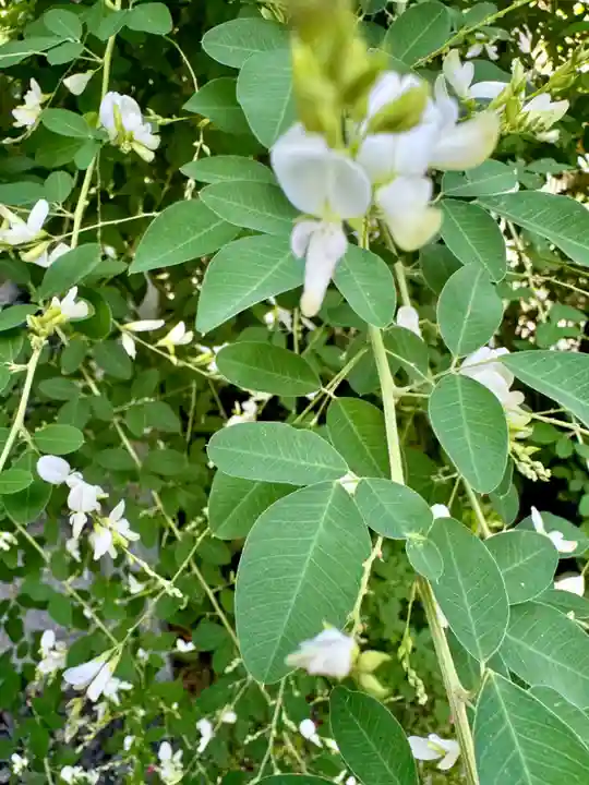 勝念寺(かましきさん)(京都府)