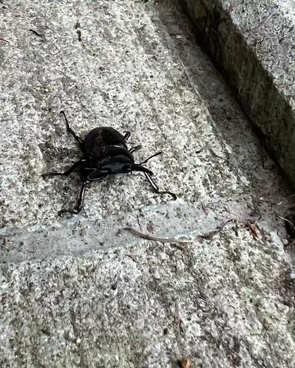 大宮温泉神社(栃木県)