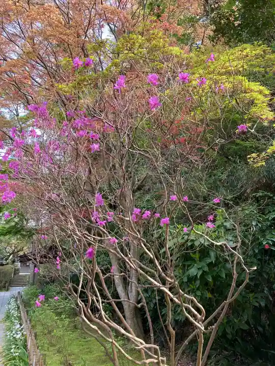 安國論寺(安国論寺)の自然