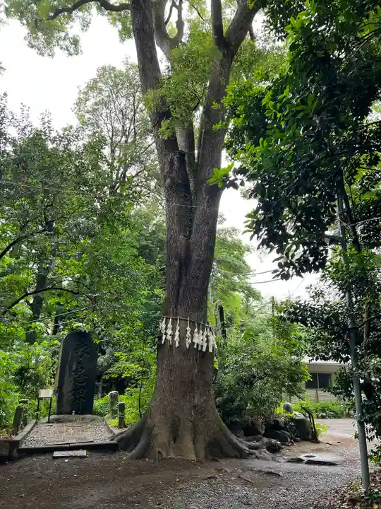 代々木八幡宮の自然