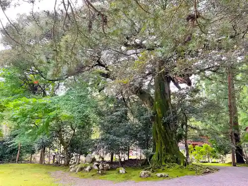若狭神宮寺の自然