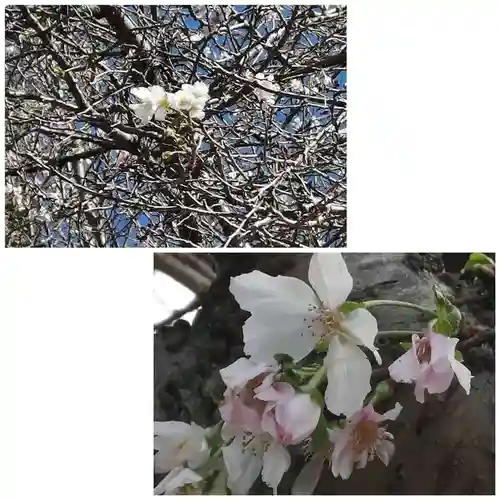 櫻木神社の自然