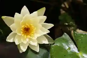 くまくま神社(導きの社 熊野町熊野神社)の自然(2022年07月17日(日) 19時01分03秒投稿)