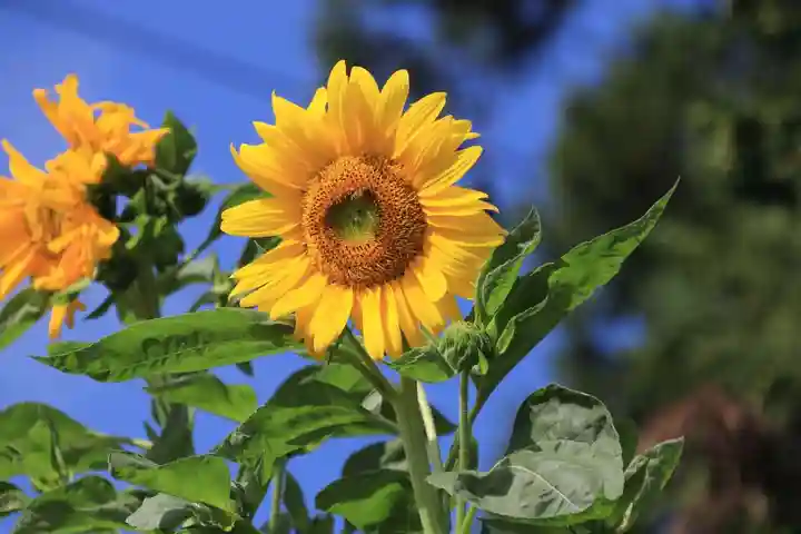 豊景神社の自然