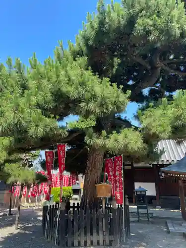 葛井寺(大阪府)