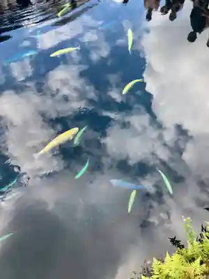 淺間神社（忍野八海）の自然