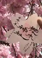 櫻木神社の御朱印
