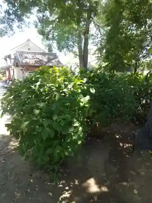 能護寺(埼玉県)