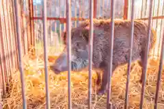 坪沼八幡神社の動物