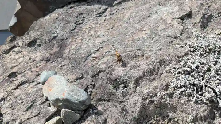 八葉峰寺の動物