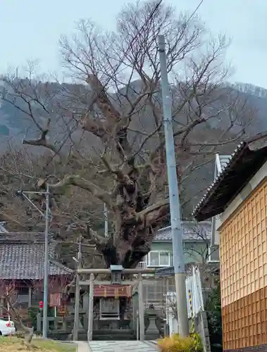 住吉神社（彌彦神社境外末社）の自然