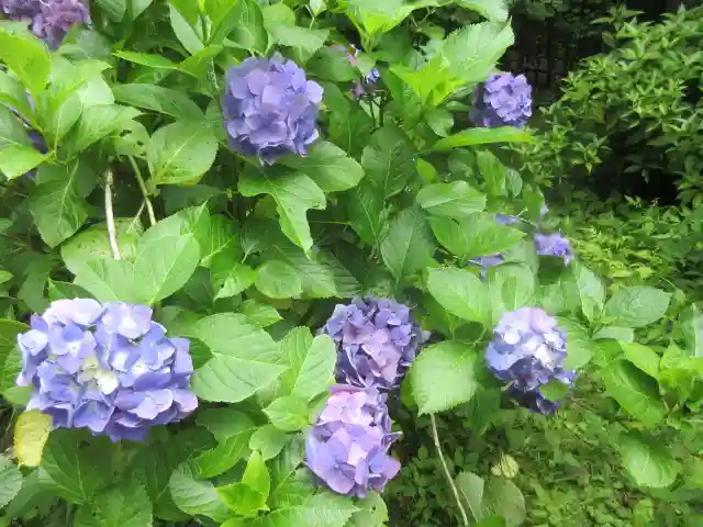 安國論寺(安国論寺)の庭園